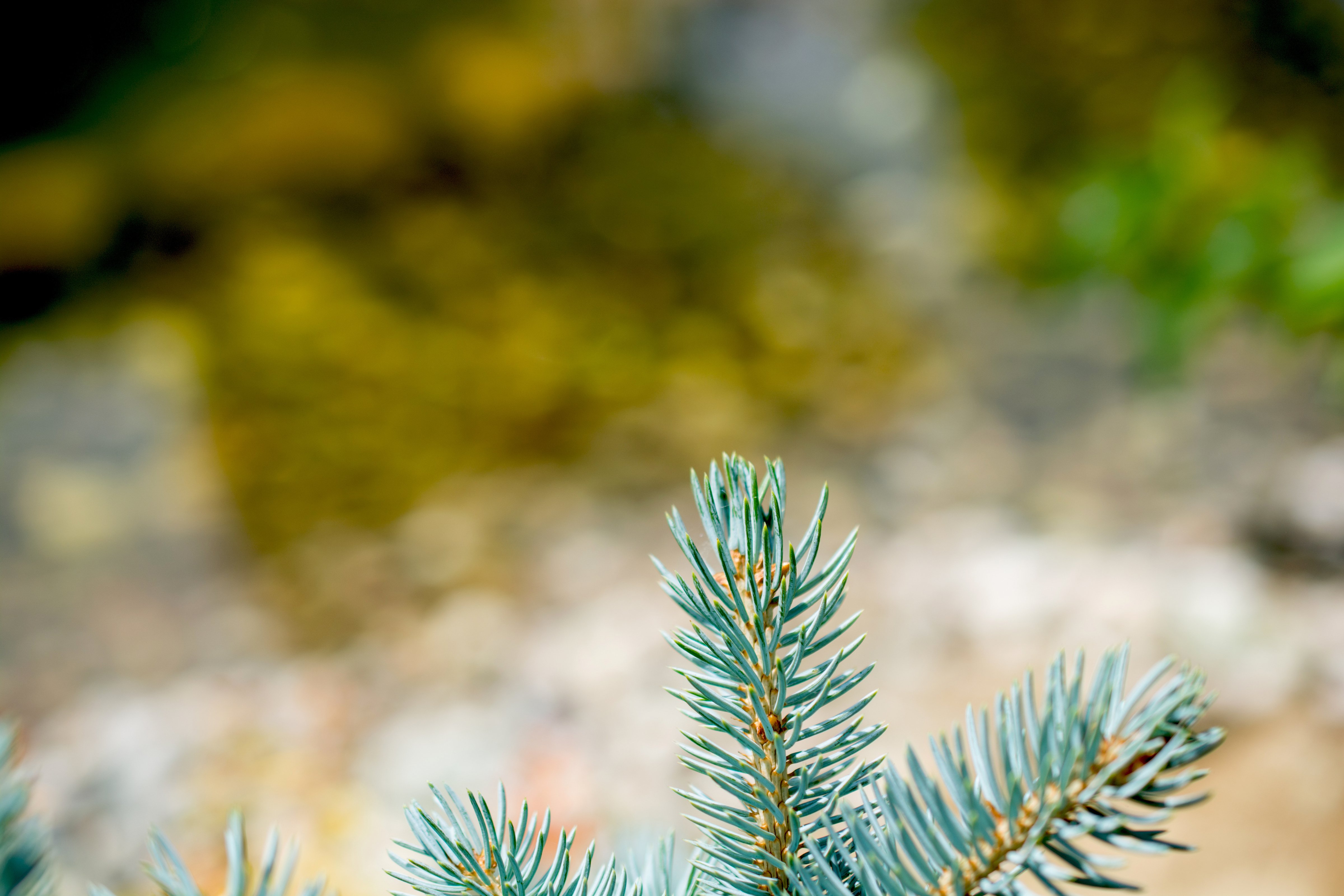 Young Plant in a Blurred Nature Background